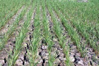 Paddy field