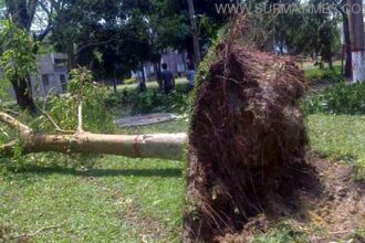 SUST Tree fallen by storm