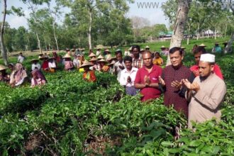 srimangal tea plaking pic