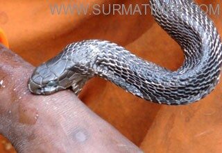 Snake bite