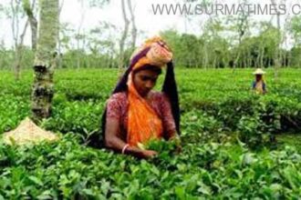 Tea Garden Sylhet