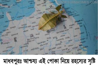 madhabpur 10.05.2014 leaf bug