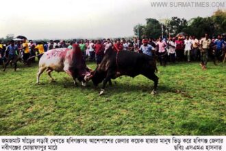 Bull Fight