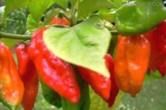 Naga Peper