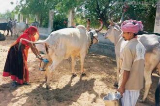 cow urine