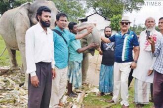 Elephant moulvibazar