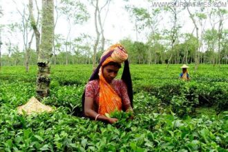 Tea Garder Workers