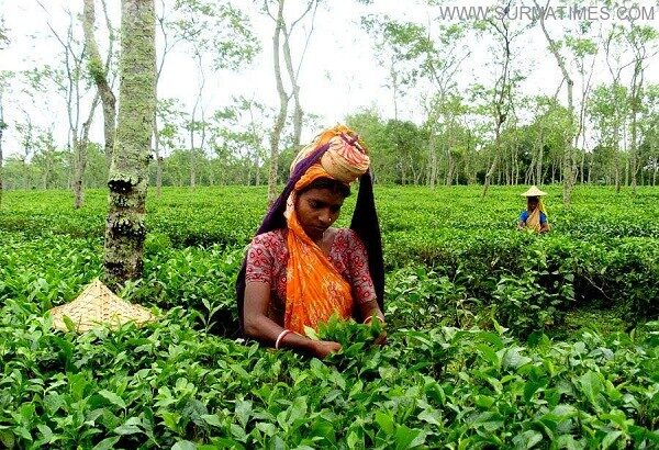 Tea Garder Workers