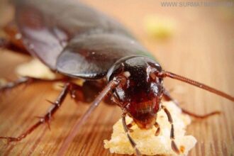 cockroach