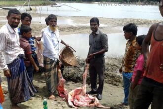 গোয়াইনঘাটে রোগাক্রান্ত জবাই করা গরুর মাংস জব্ধ : ১৫ হাজার টাকা জরিমানা - Surma Times Archive
