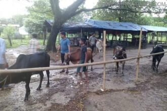 শাবি ক্যাম্পাসেও অবৈধ পশুর হাট! - Surma Times Archive