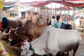 সিলেটে পশুবাহী ট্রাক প্রবেশে কড়াকড়ি, ক্ষতিগ্রস্থ বৈধ হাটের ইজারাদাররা - Surma Times Archive
