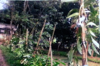 চুনারুঘাটে বীরঙ্গনার বাড়িতে গভীর রাতে শতাধীক ফলন্ত ছারাগাছ ভেঙ্গে ফেলে দুর্বৃত্তরা - Surma Times Archive