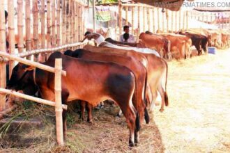 সিলেটে পশুর হাটের টাকা লুট : আ. লীগ-ছাত্রলীগ নেতাদের পাল্টাপাল্টি অভিযোগ - Surma Times Archive