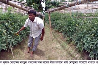 কমলগঞ্জে বনবেগুনের সাথে টমেটোর চারার গ্রাফটিং করে অনেকেই স্বাবলম্বী - Surma Times Archive