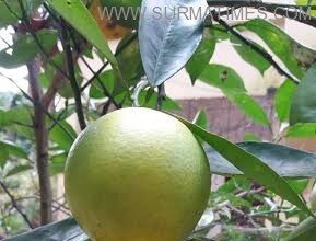 সফল চাষী বিশ্বনাথের ইউএনও আসাদুল হক - Surma Times Archive