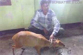 গোয়াইনঘাটে কবরস্থান থেকে হরিণ শাবক উদ্ধার - Surma Times Archive