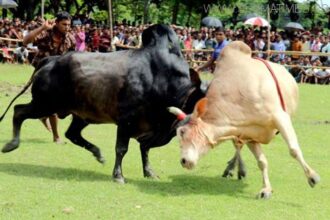 বিশ্বনাথে বাংলা ঐতিহ্যবাহী ষাড়ের লড়াই - Surma Times Archive
