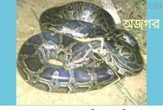 গোলাপগঞ্জের বাঘায় বিশাল আকৃতির অজগর  সাপ ধরা পড়েছে - Surma Times Archive