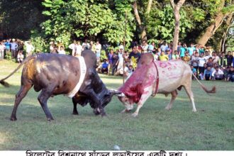 বিশ্বনাথে ষাঁড়ের লড়াই ‘রুপালী ষাঁেড়র কাছে সিনবাদ কপোকাত’ - Surma Times Archive