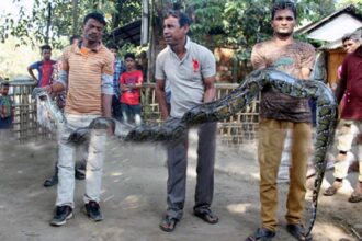 সিলেটে ৩৫ কেজি ওজনের অজগর অবমুক্ত - Surma Times Archive