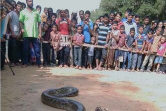 গোলাপগঞ্জের ৬০ কেজি ওজনের অজগর খাদিমনগর চা বাগানে অবমুক্ত - Surma Times Archive