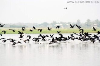 হাকালুকি হাওরের অতিথি পাখি রক্ষায় পাখি শিকার মনিটরিং ও নিয়ন্ত্রণ কমিটি হচ্ছে - Surma Times Archive
