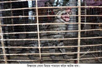 বিশ্বনাথে বাঘ আটক : উৎসুক জনতার ভীড় - Surma Times Archive