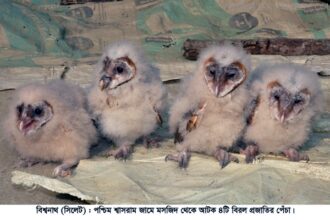 বিশ্বনাথে বিরল প্রজাতির ৪টি পেঁচা আটক - Surma Times Archive