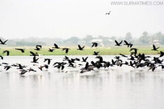 মৌলভীবাজারে হাওর গুলো অতিথি পাখির কলকাখলিতে মুখরিত - Surma Times Archive