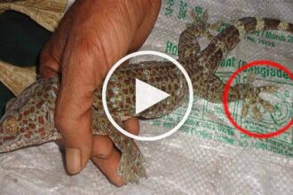‘হাঁস পা’ হলে হাজার কোটি টাকা! - Surma Times Archive