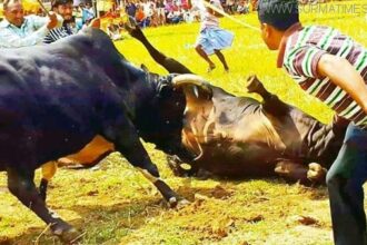 সিলেট বিভাগে পশুর লড়াই প্রতিযোগিতার বিরুদ্ধে হাইকোর্টের নিষেধাজ্ঞা : রুল জারি - Surma Times Archive