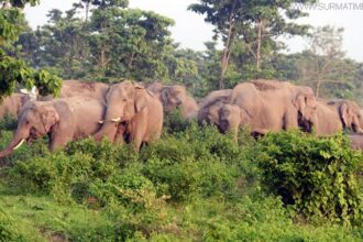 জুড়ীতে বন্য হাতির আক্রমণে শ্রমিক নিহত, অফিস ছেড়ে পালিয়েছেন বনকর্মীরা - Surma Times Archive