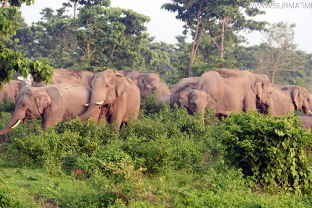 জুড়ীতে বন্য হাতির আক্রমণে শ্রমিক নিহত, অফিস ছেড়ে পালিয়েছেন বনকর্মীরা - Surma Times Archive