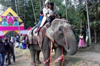 শ্রীমঙ্গলে হাতির পিঠে চড়ে আসলে বর! - Surma Times Archive
