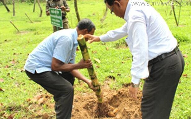 সিলেটের জাতীয় বাঁশ উদ্যান: বাঁশ নেই, আছে শুধু ঘাস - Surma Times Archive