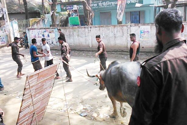 জুড়ীতে ভারতীয় মহিষ আটক - Surma Times Archive