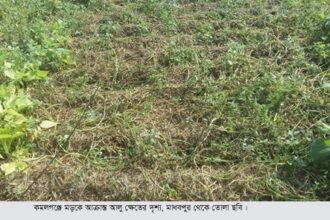 কমলগঞ্জে আলুক্ষেতে পচন, দিশেহারা কৃষক - Surma Times Archive