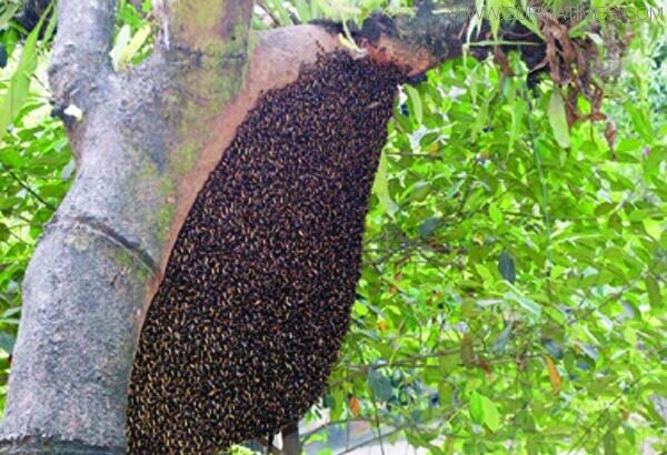 নগর-জঙ্গলে মৌচাক - Surma Times Archive