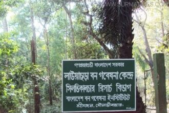 লাউয়াছড়ায় আবারও চাপালিশ গাছ কর্তন - Surma Times Archive
