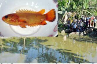 বিশ্বনাথে পুকুরে  সোনার কই মাছ! - Surma Times Archive