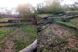 নবীগঞ্জে রাতের আধারে সরকারী গাছ কর্তন - এলাকায় উত্তেজনা - Surma Times Archive