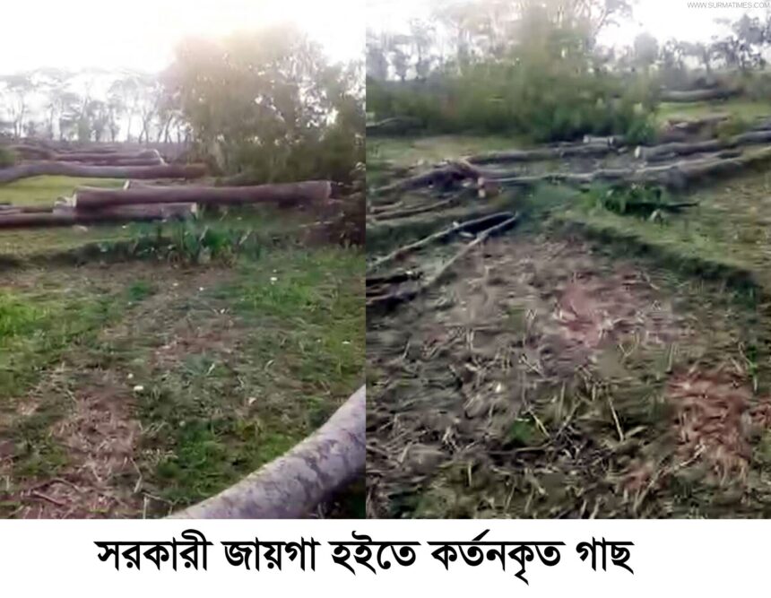 নবীগঞ্জে রাতের আধারে সরকারী গাছ কর্তন - এলাকায় উত্তেজনা - Surma Times Archive