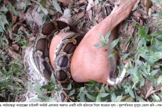 ১৮ কেজি ওজনের হরিণ গিলে খেলো অজগর - Surma Times Archive