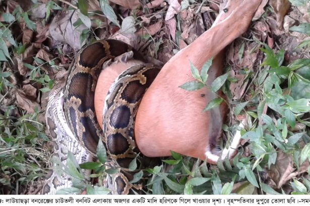 ১৮ কেজি ওজনের হরিণ গিলে খেলো অজগর - Surma Times Archive