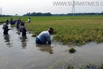নবীগঞ্জে ৬ হাজার হেক্টর বোরো ধান পানিতে তলিয়ে গেছে :  কৃষকের রঙ্গিন স্বপ্ন এখন পানির নিচে - Surma Times Archive