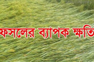 জগন্নাথপুরে শিলাবৃষ্টিতে ১০ হাজার হেক্টর ফসলের ক্ষতি - Surma Times Archive