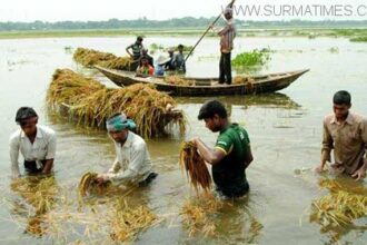 ফেঞ্চুগঞ্জে ৭৮০ হেক্টর  বোরো ধানের ব্যাপক ক্ষতি - Surma Times Archive