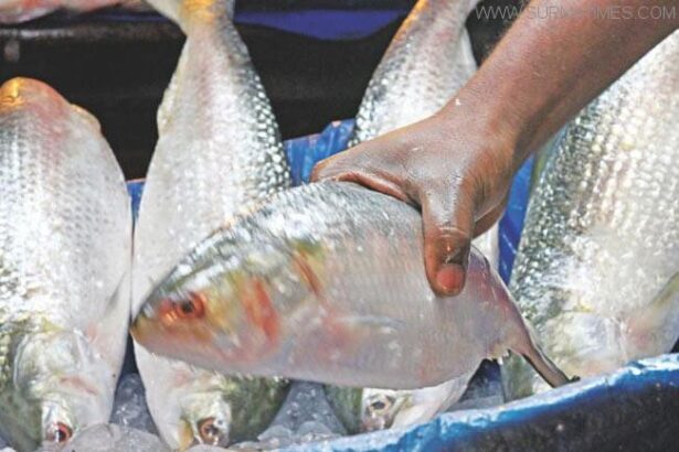 ইলিশের বাজারে বৈশাখি হাওয়া - Surma Times Archive