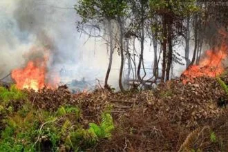 সুন্দরবনে একসাথে ২০ স্থানে ‘পরিকল্পিত’ আগুন - Surma Times Archive